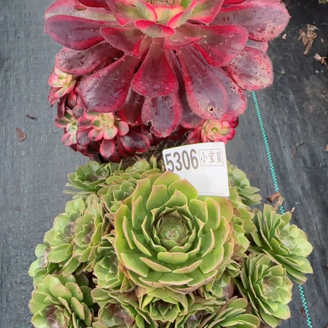 5306多肉组合多肉