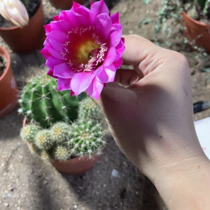 来***我实生15包邮摘花脱土