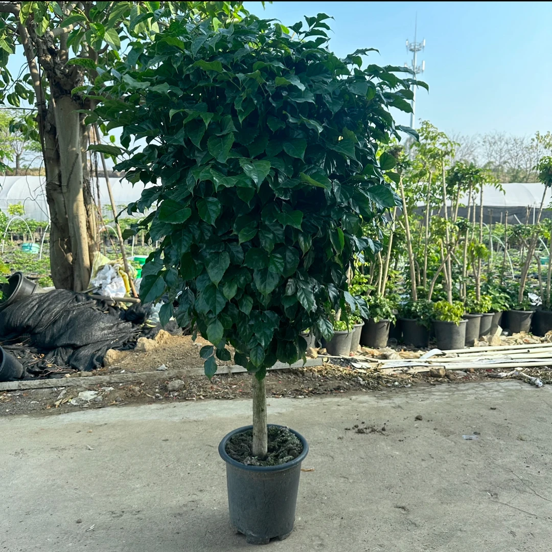 幸福树绿植室内盆栽家居装饰植物空气净化观赏植物