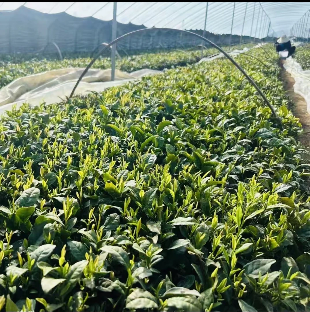 【日照绿茶】2025年新茶麦黄茶浓香耐泡沙口足【京东快递】