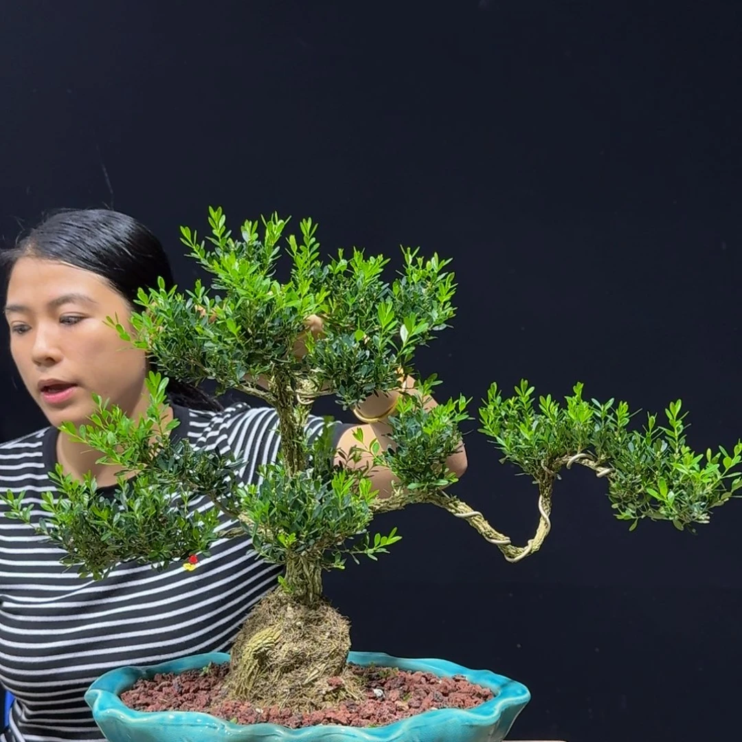 无花朵广东黄杨四季常青