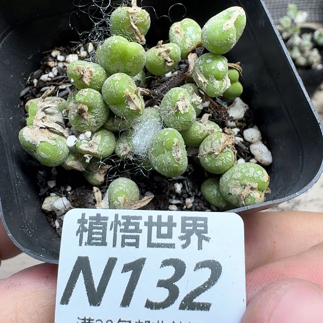 多肉植物的润泽发v