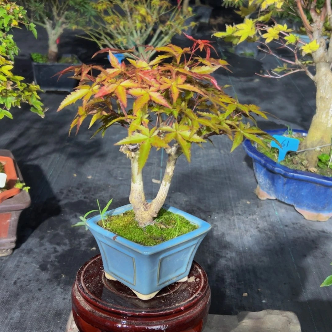 飞***娜无花朵枫树……枫树