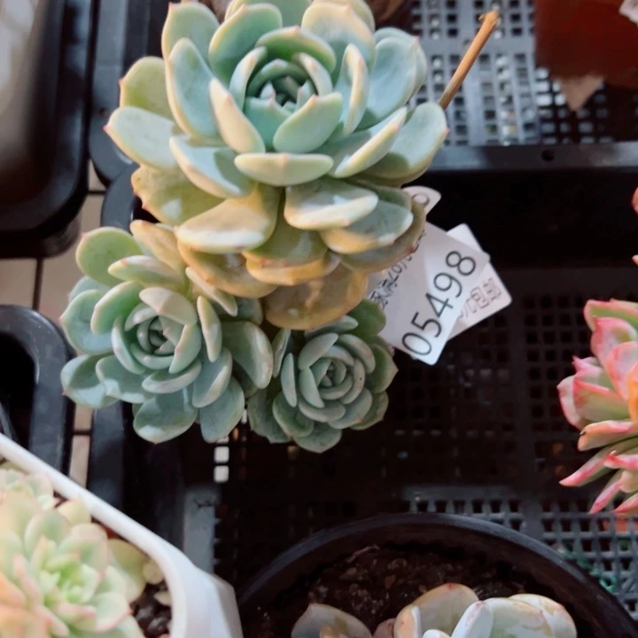 幸运的是我还没遇到你