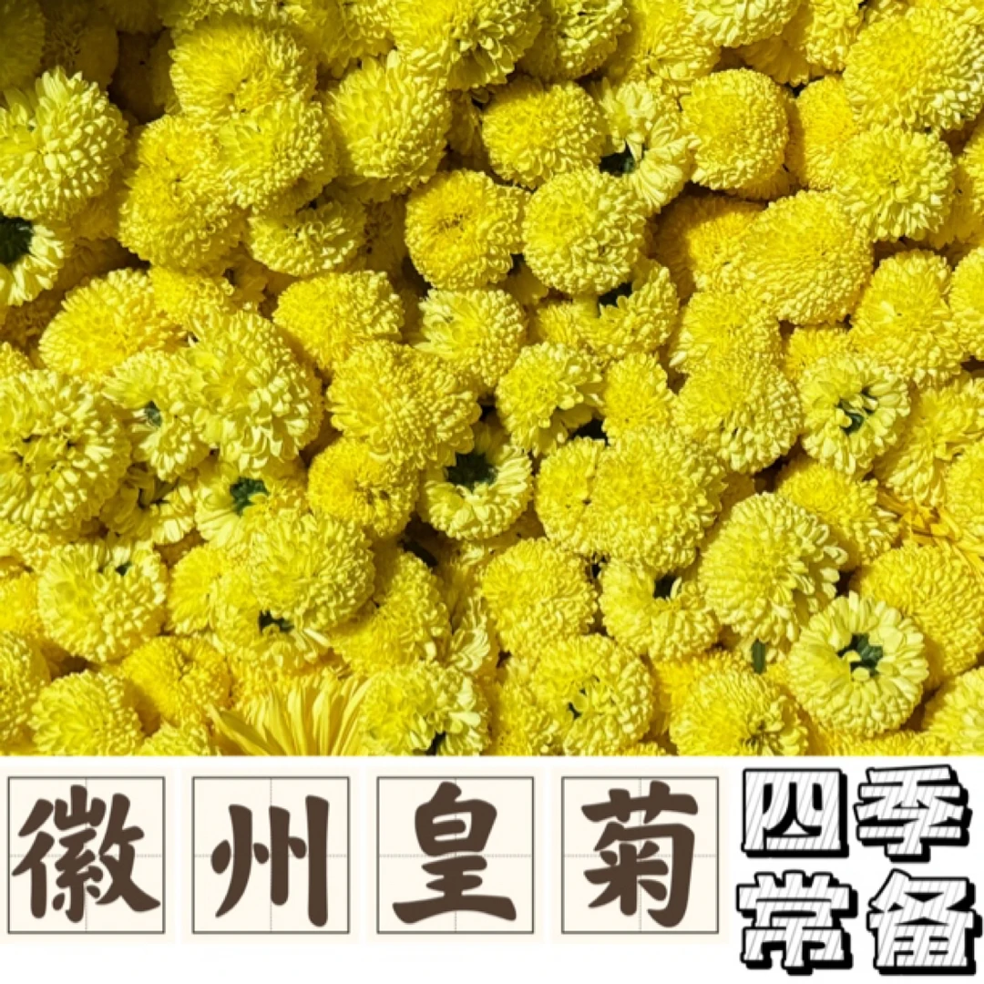 25年新花徽州皇菊黄菊花茶