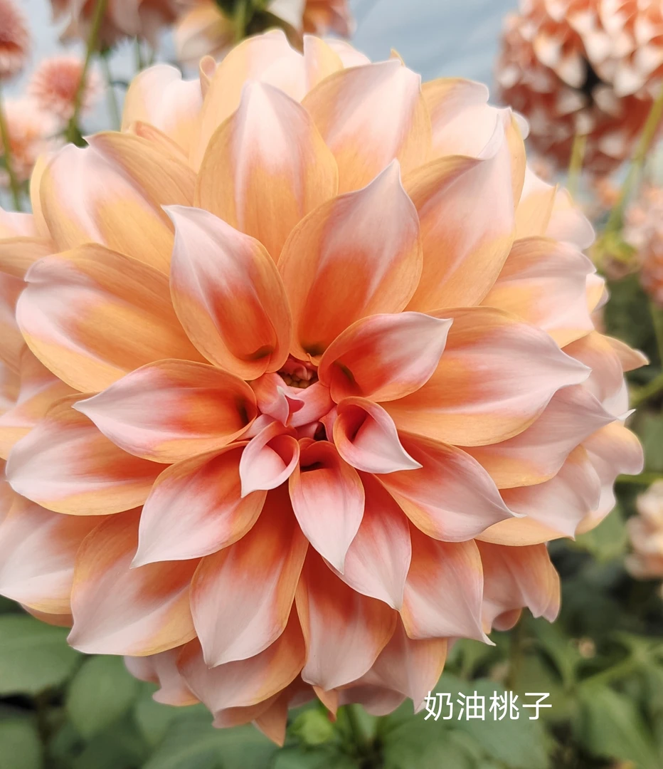 小丽花[奶油桃子]多年生球根花卉