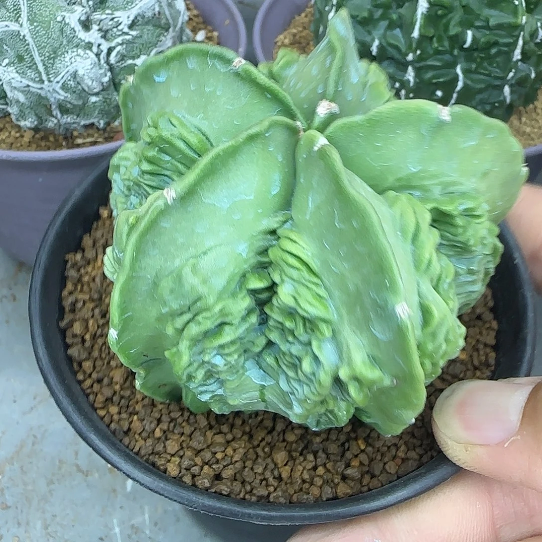 核桃鸾凤玉实生根012