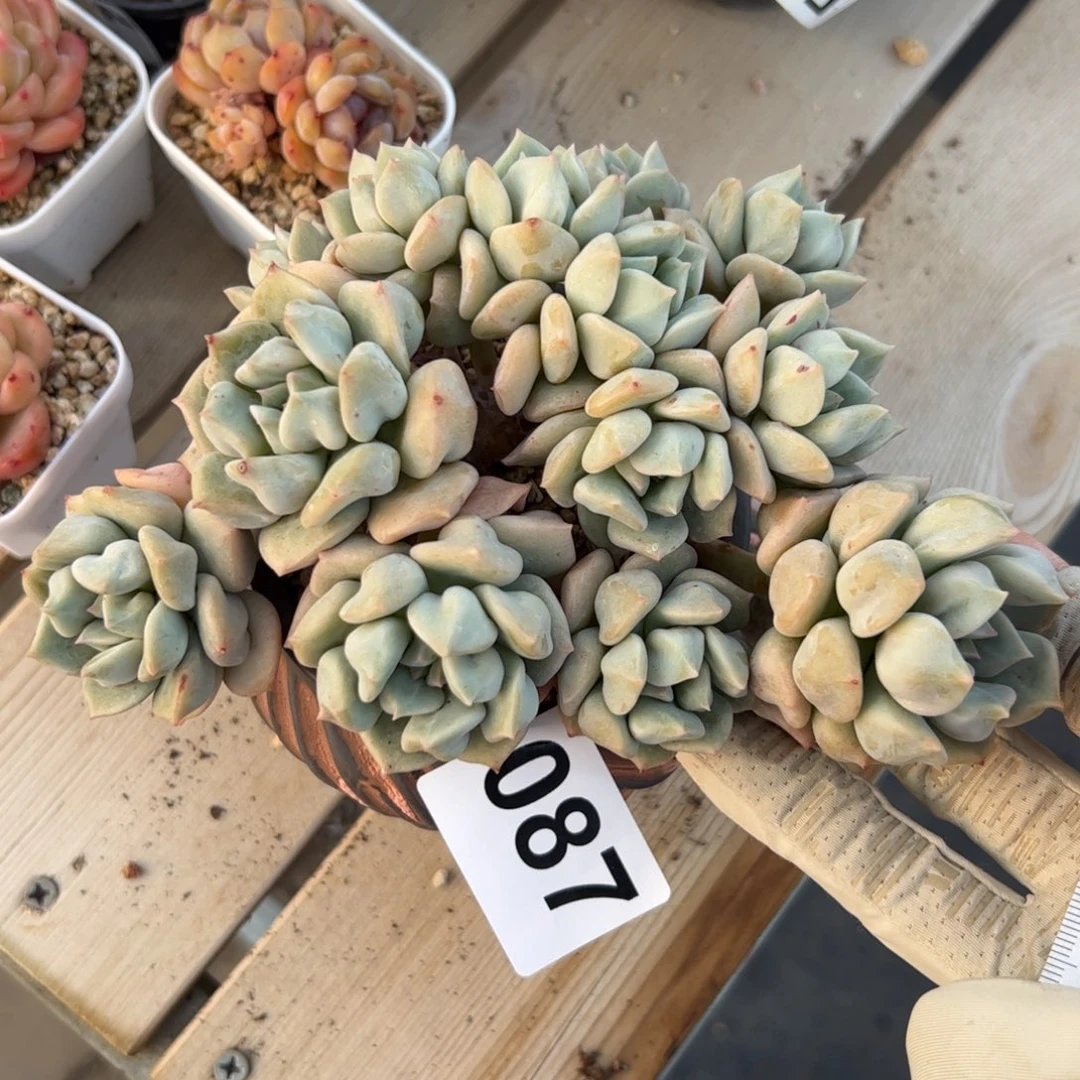 087 多肉植物组合盆栽