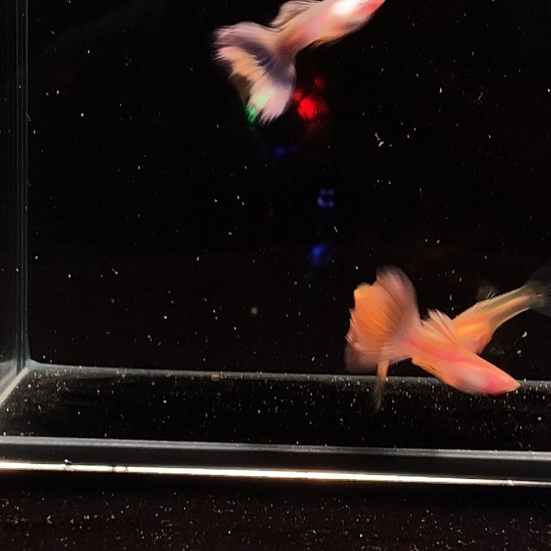 孔雀鱼墨子白子精品两对