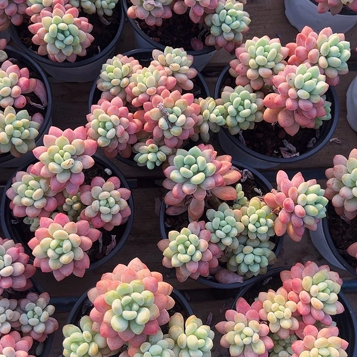 泡泡酱         福利多多