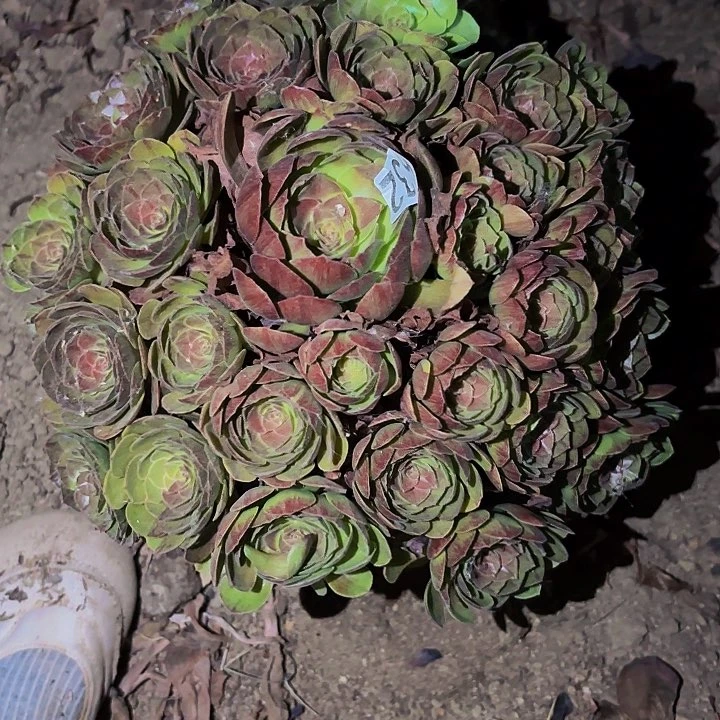 632桃花石多肉植物