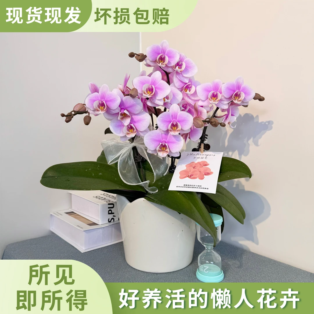 [万人迷]精选蝴蝶兰 粉色系桌面款 室内鲜花绿植 办公桌面款