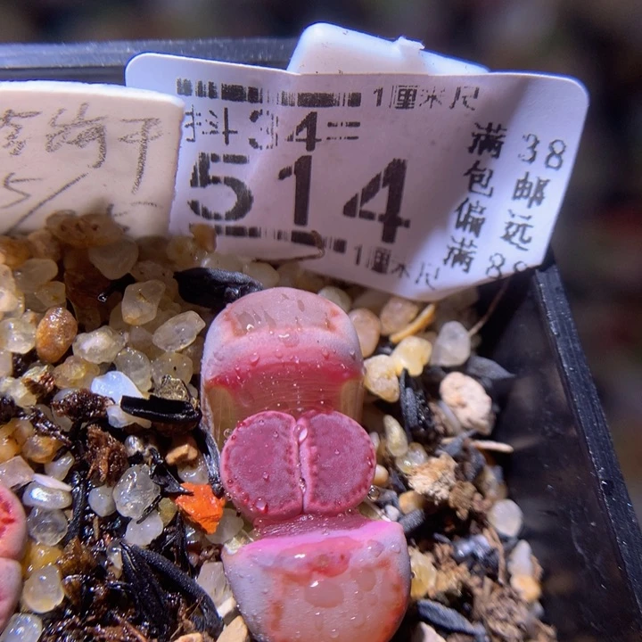 精品生石花34.514