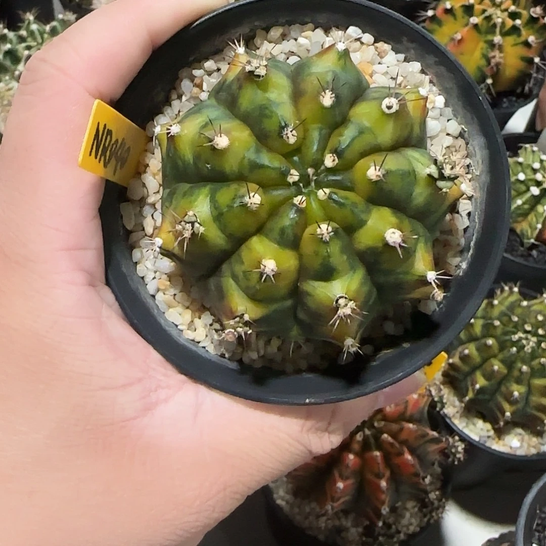 NR040泰国米哈五仁月饼