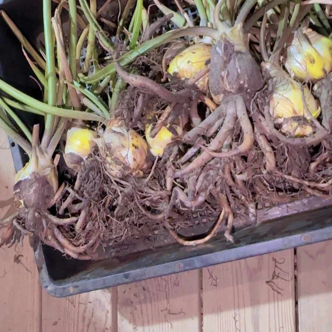 块根植物块根植物