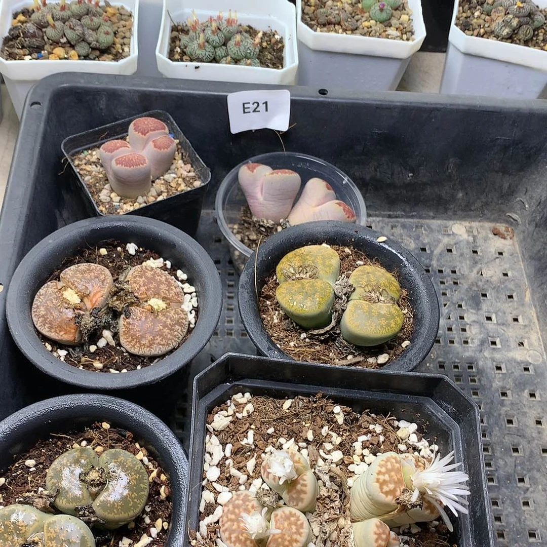 忘*E21多肉植物保护研究所