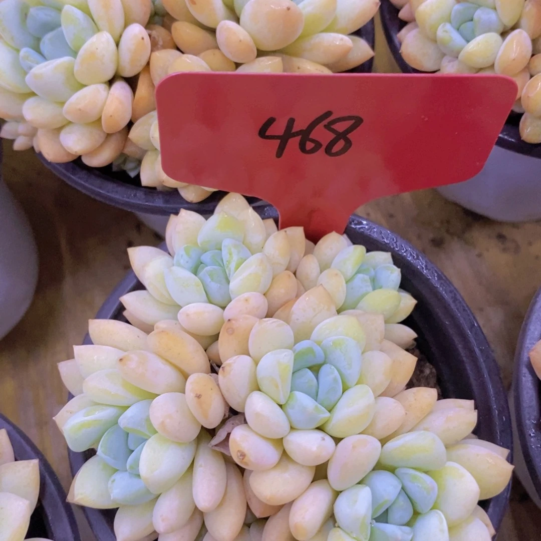 开心多肉每月专场，8月