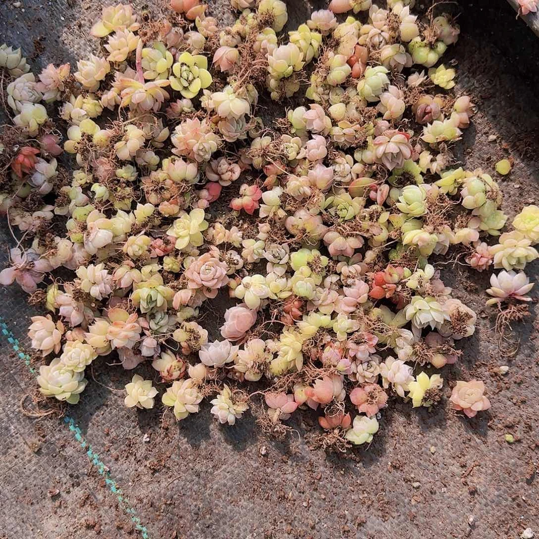 饭盒小苗保底100颗以上量拍