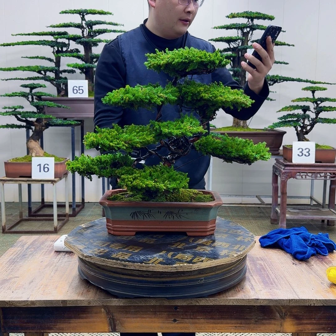 无花朵柏树造型盆景