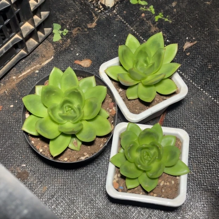 翠花一物一拍多肉
