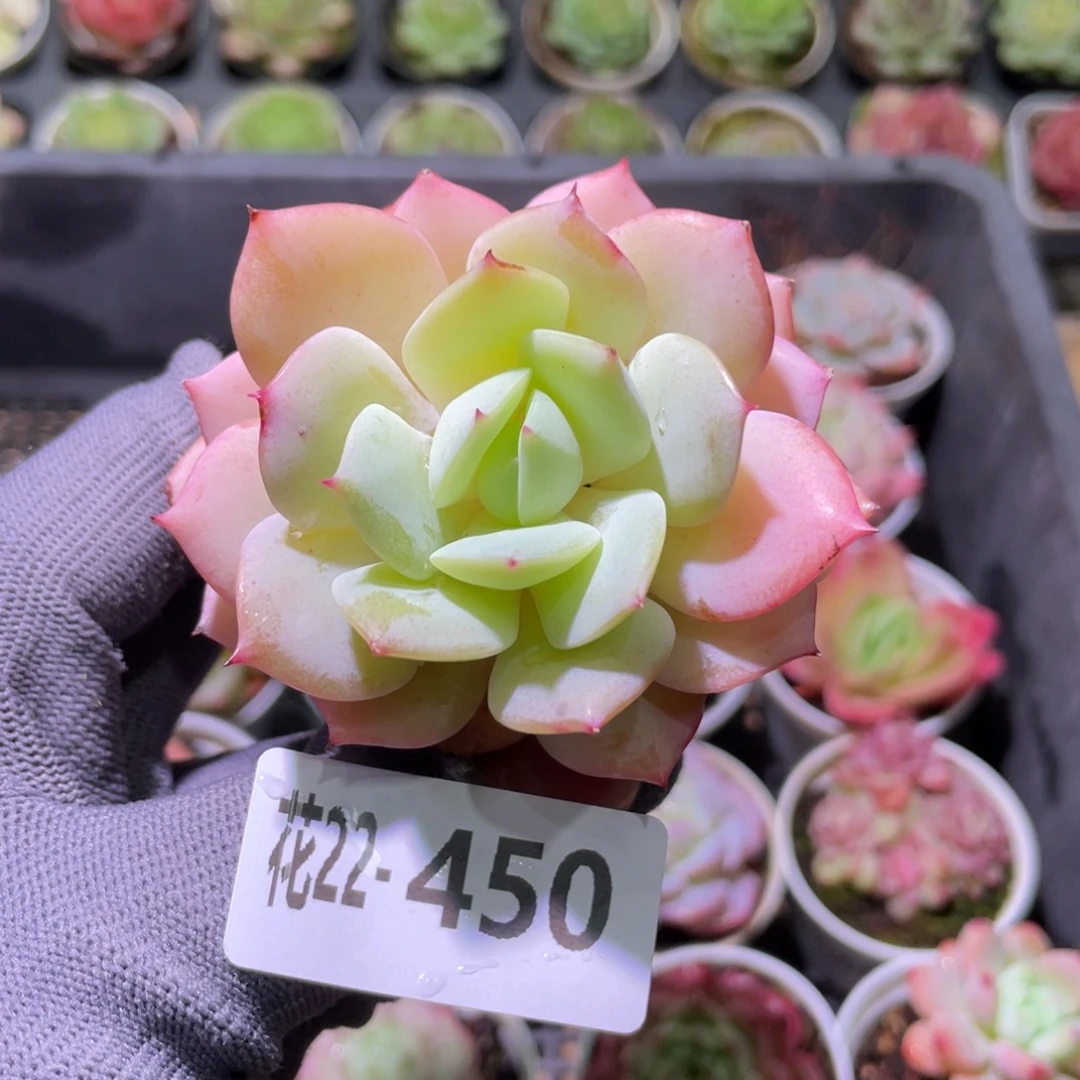 花利美22-450恋曲