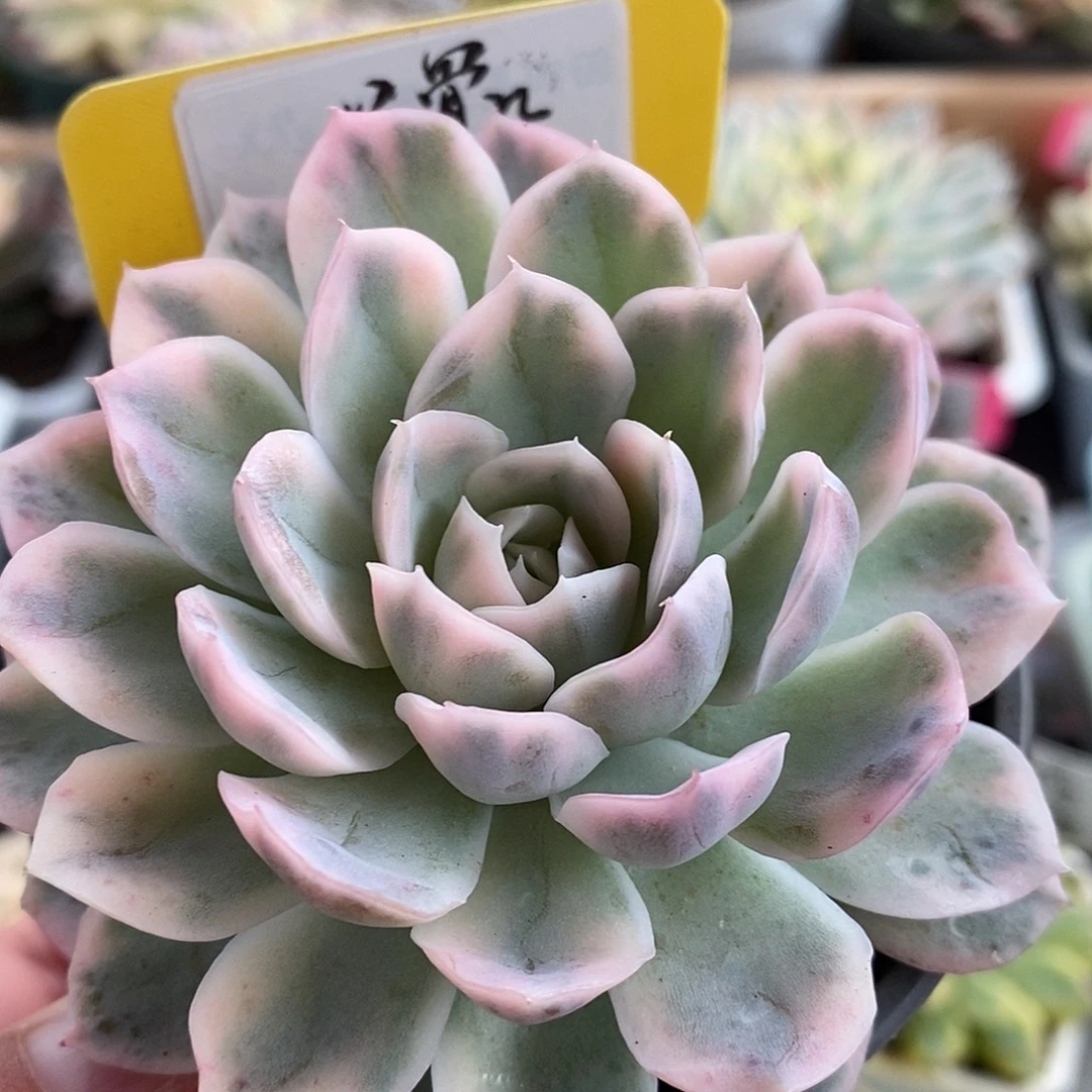 001雪球hi哈哈哈哈哈