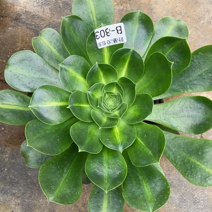 803香中班多肉12344578多肉