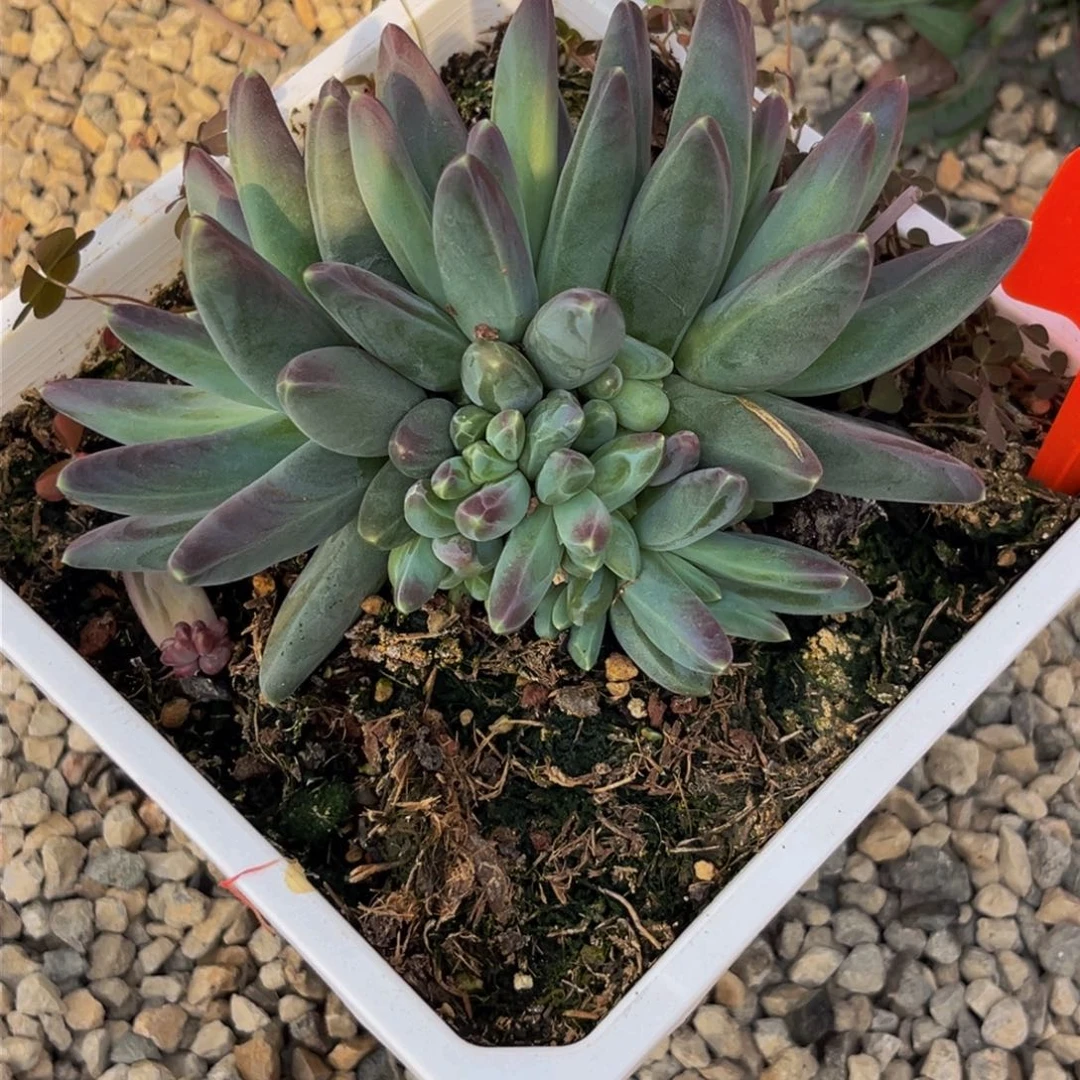 0002上午多肉植物群生