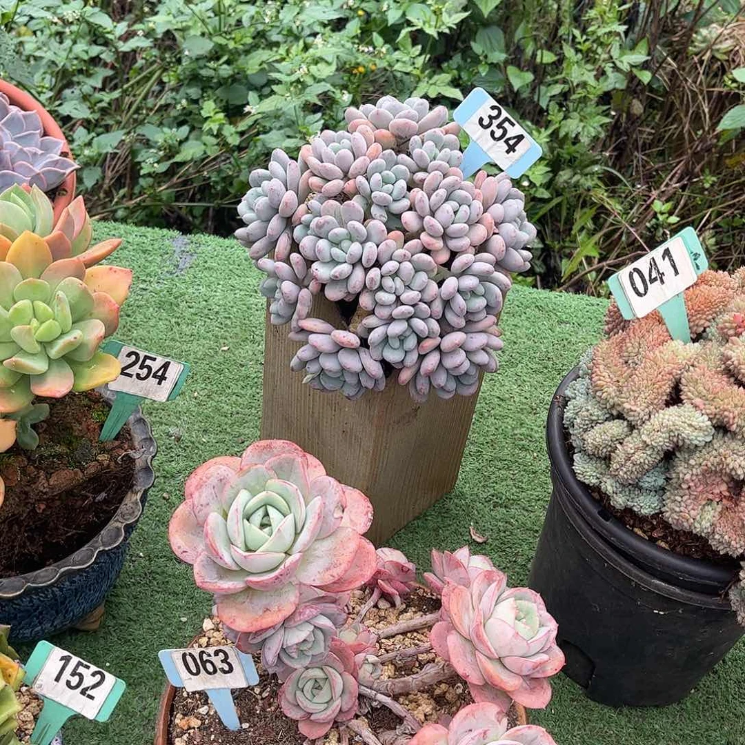 k***y香雪多肉植物保护354