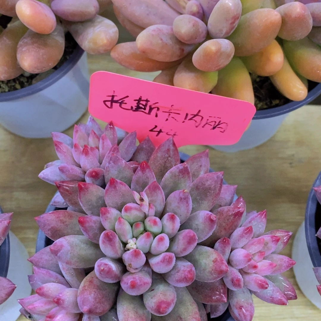 活动专场第一场，5送1