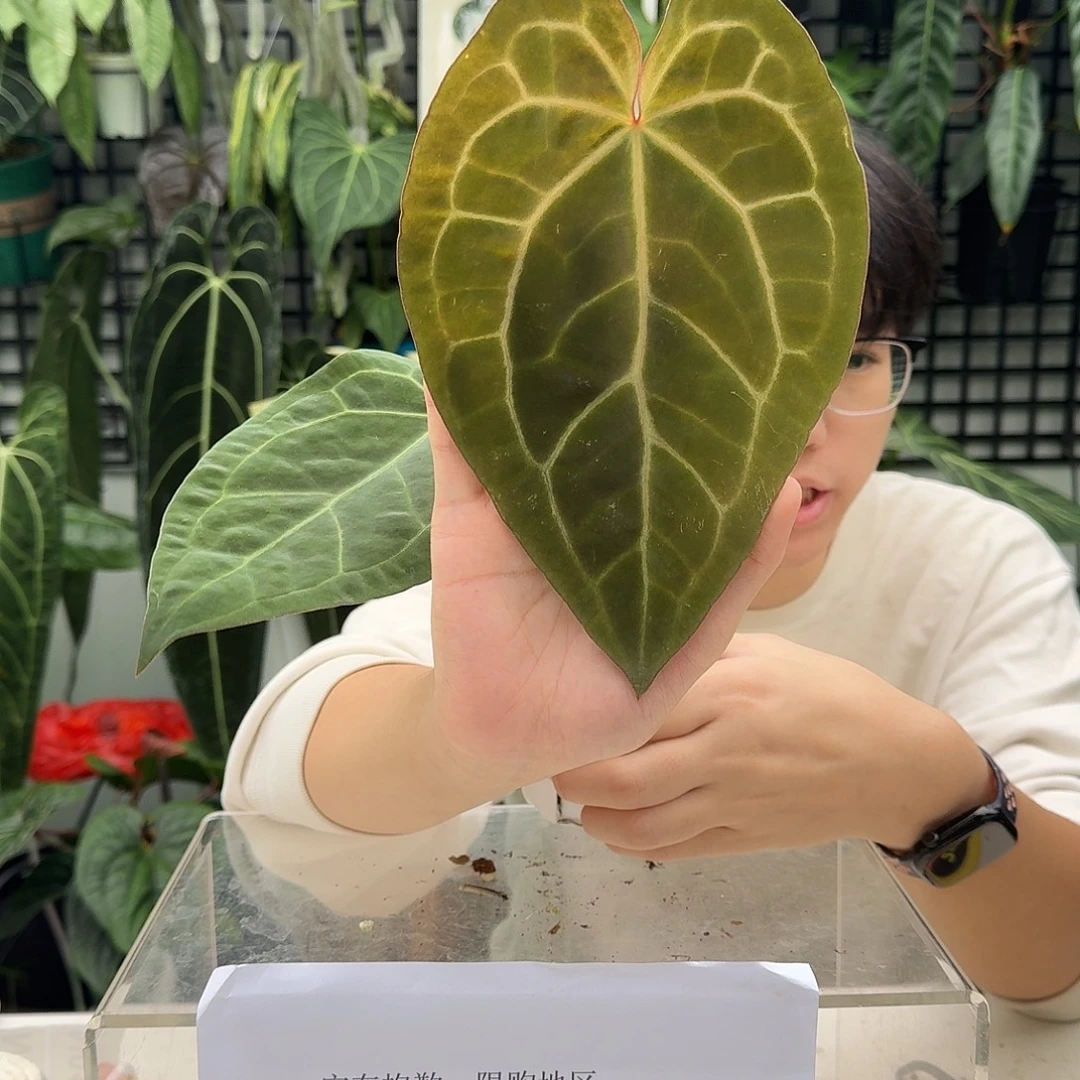 完全开放I90红水晶杂贝斯