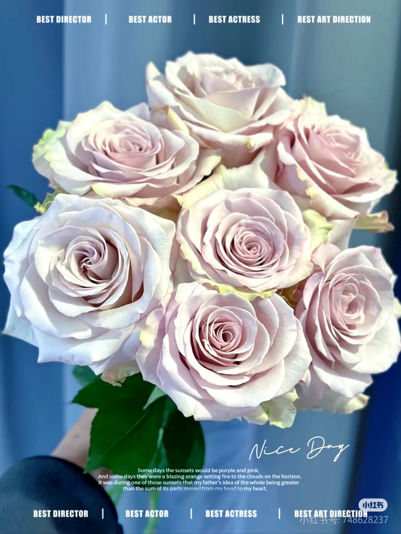 钻石礼服四季开花