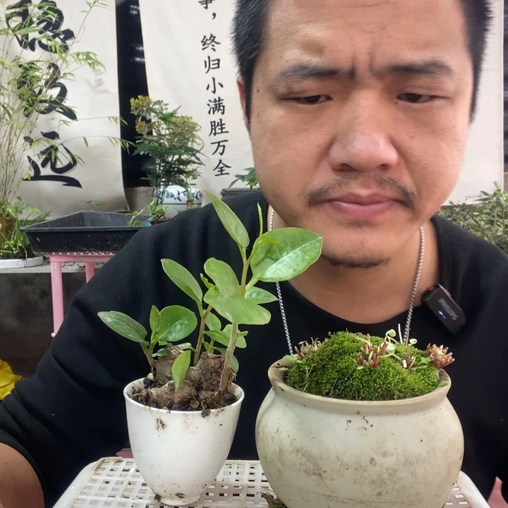 以实际为准盆景盆栽绿植57