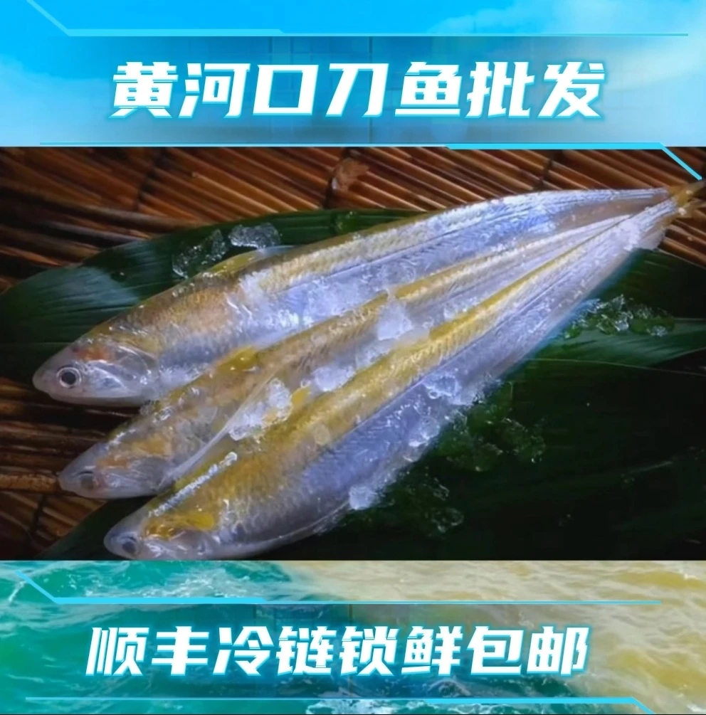顺丰锁鲜直达甄选产自黄河入海口野生黄河刀鱼肉质鲜嫩味道鲜美
