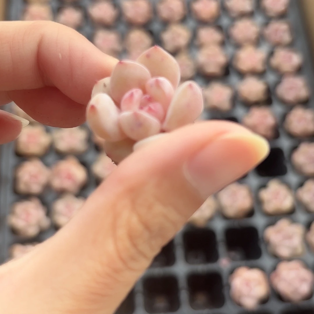 小穴苗粉笔2颗多肉