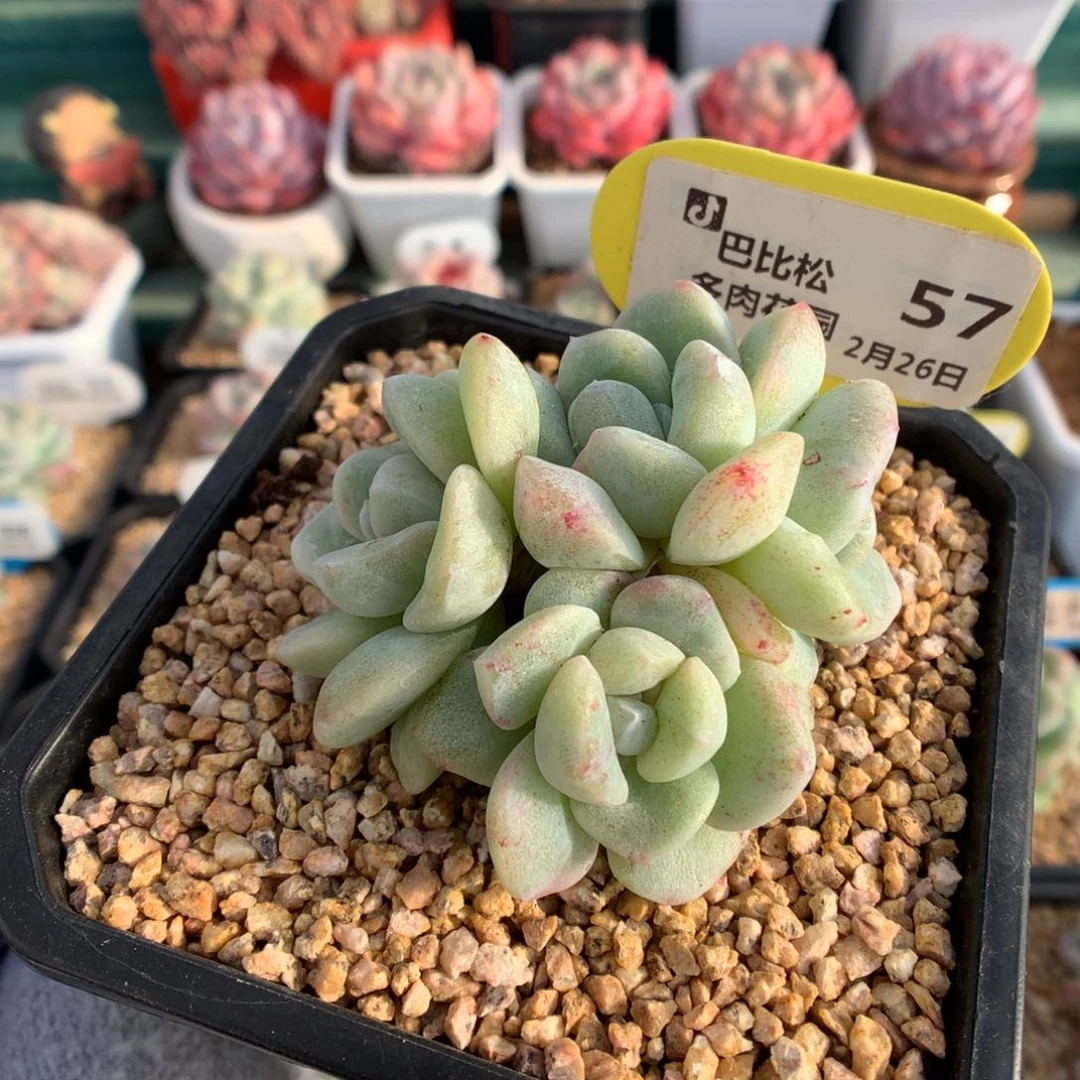 57四头冰玉石化多肉