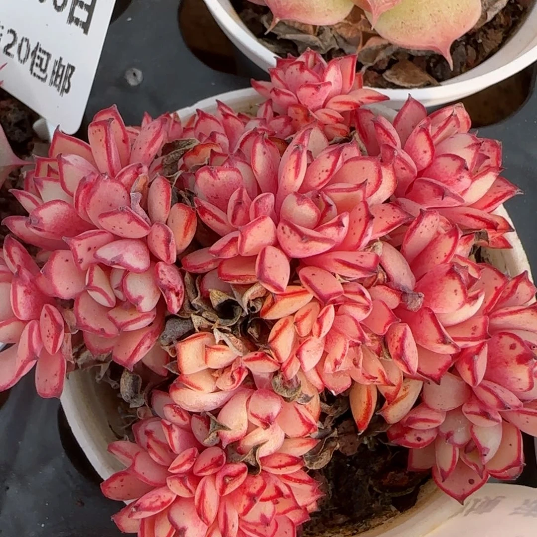 花语逸境0206-130