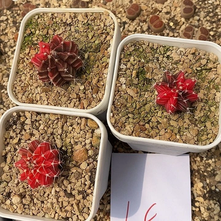 1050一组3颗一组