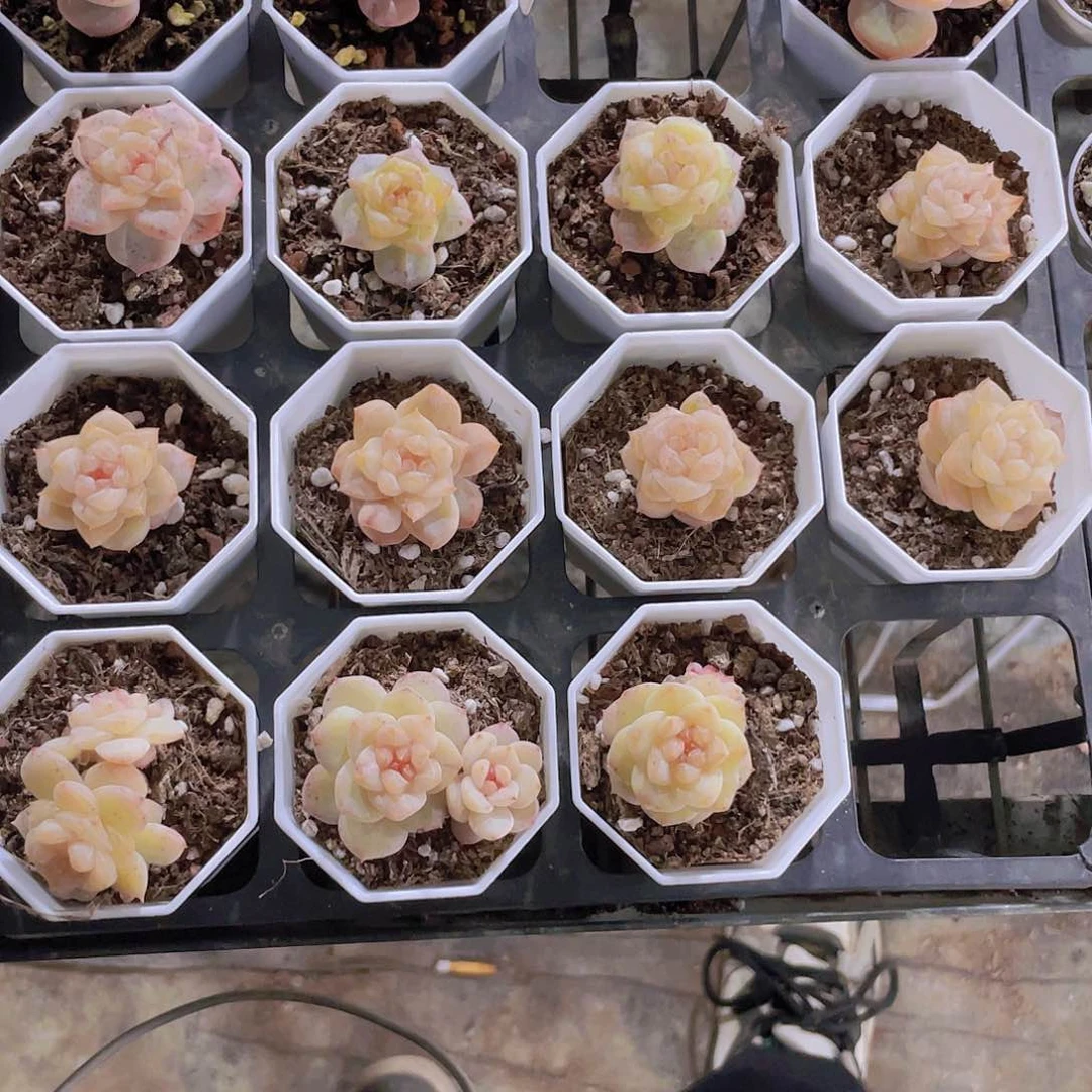 柳保温箱姐这一物一拍