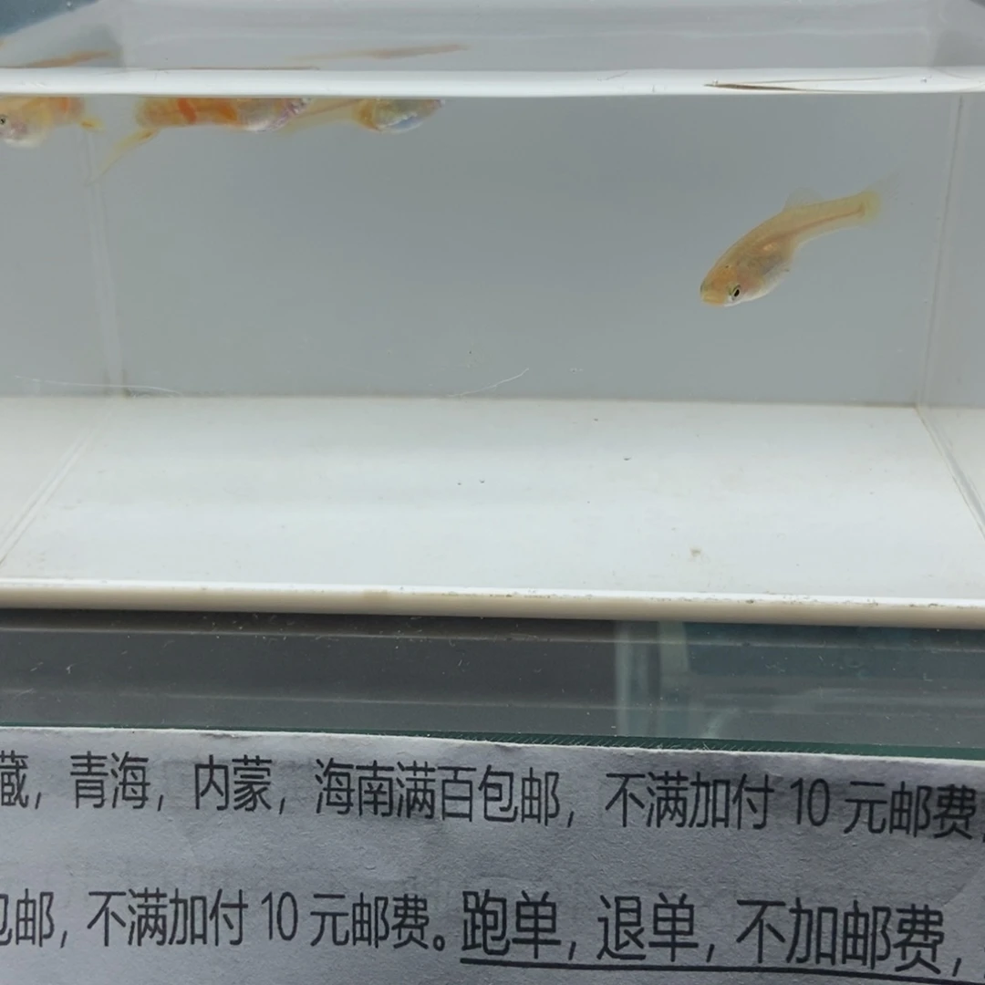 孔雀鱼黄化维也纳底剑