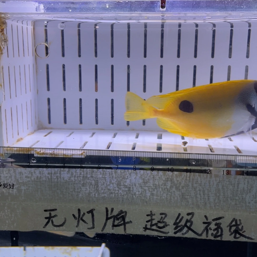 海水鱼狐狸一条1111