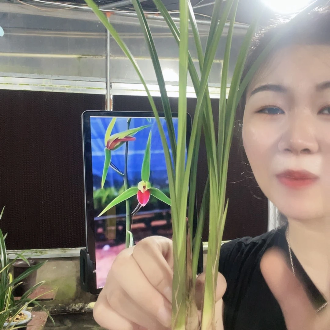 当前无花栽培后可以开花