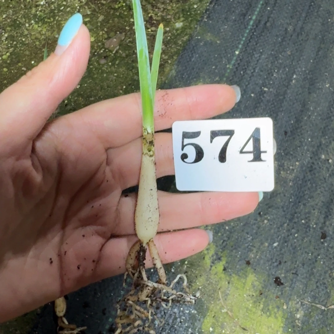 悟***巨凤之卵一物一拍多肉植物