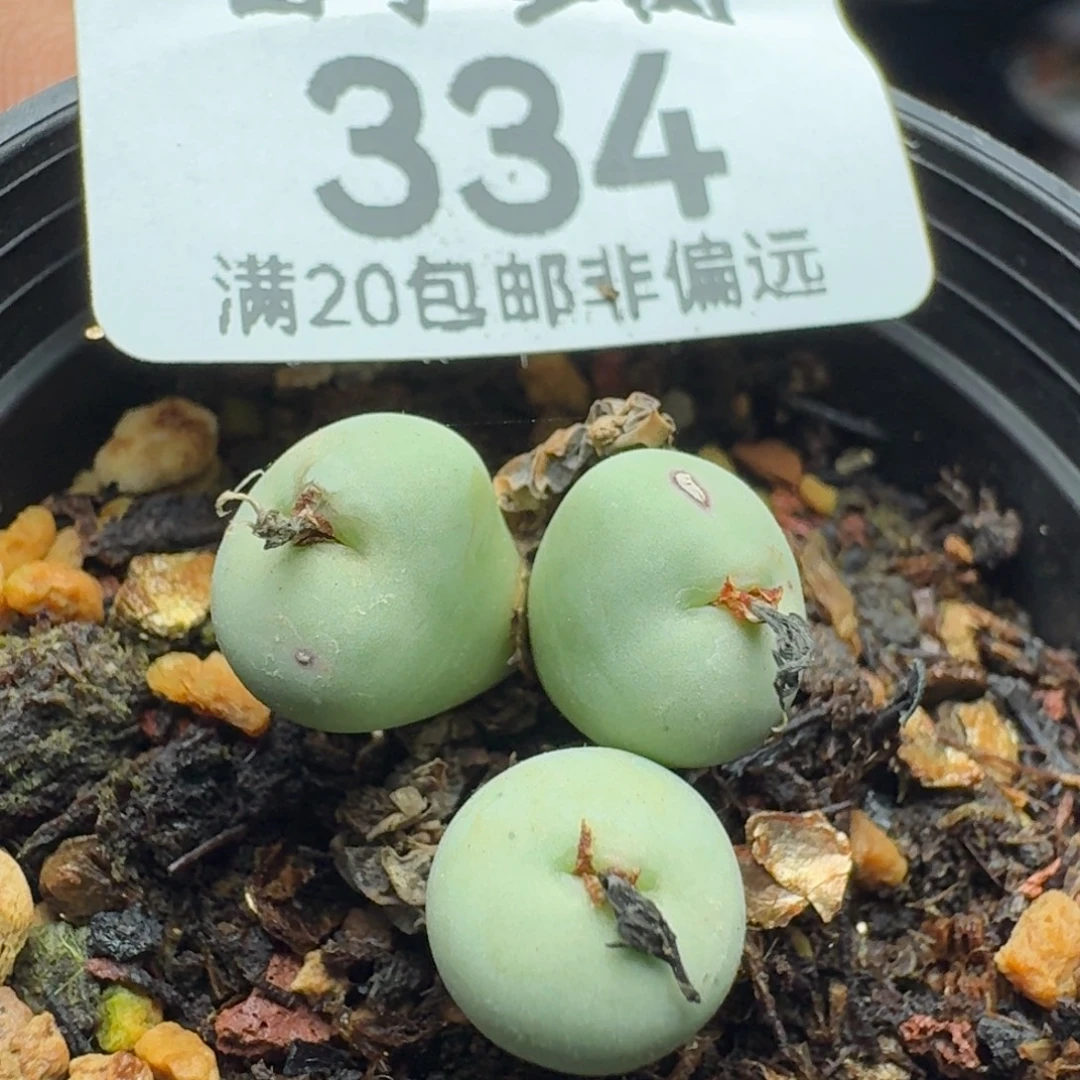 贝特芬3头。