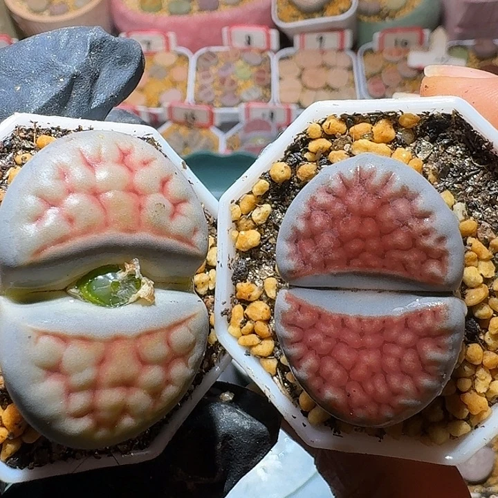 喵***9生石花2:：。    50号