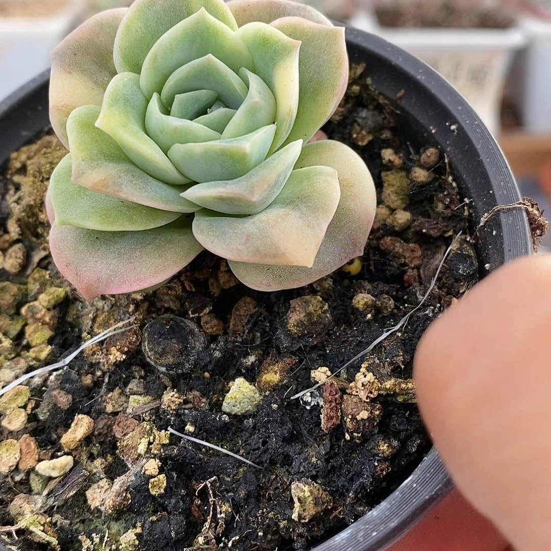 21147 可爱玫瑰锦