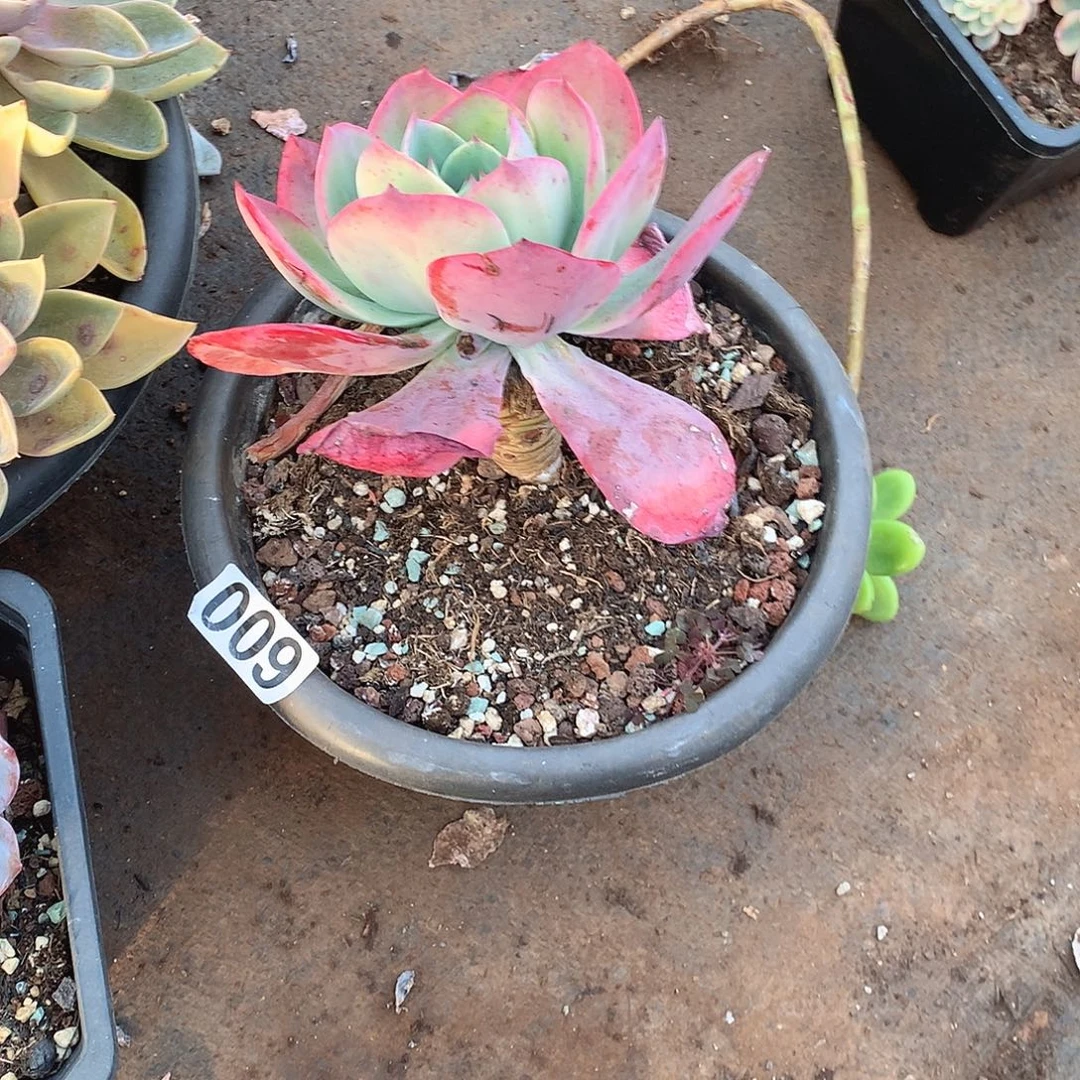 09杂一物一拍多肉