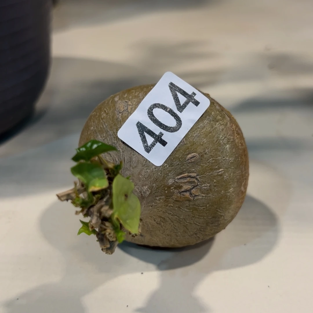 ᥫ****404银叶睡布袋脱土发货