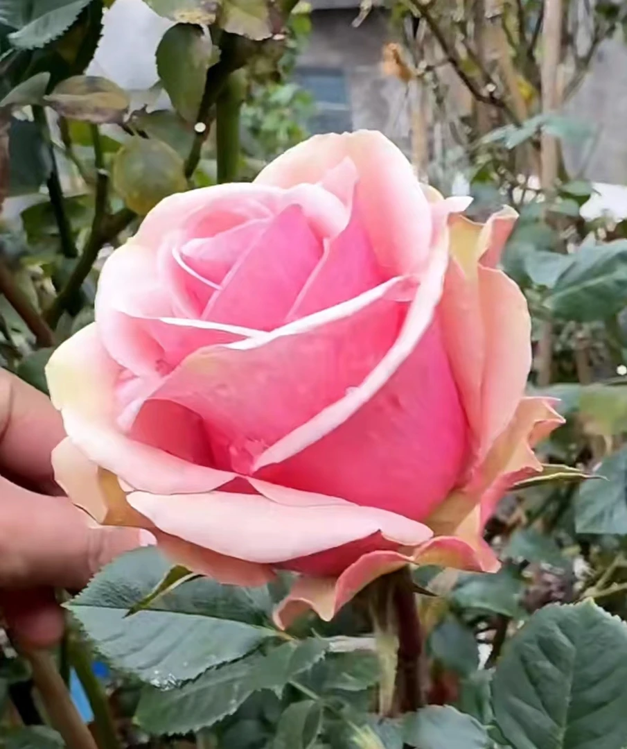 杰拉尔丁四季开花