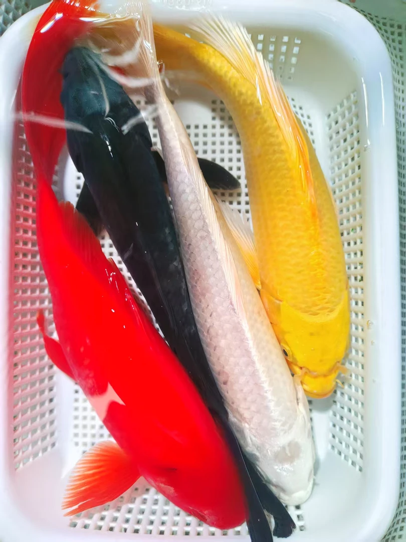 【四季发财】18-20cm1黄1红草1黑1白观赏鱼锦鲤冷水鱼活鱼耐活